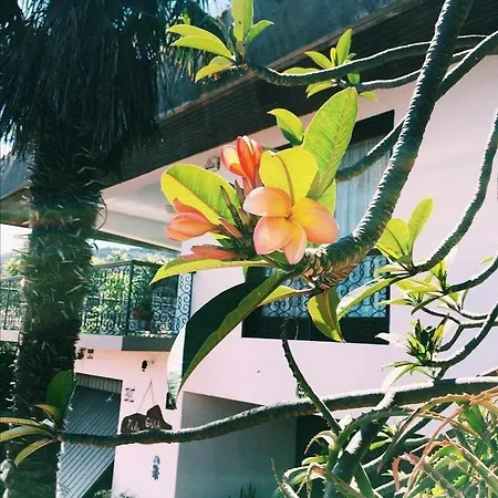 Vila Gama Apartamentos Rodeados De Natureza Machico  Exterior foto